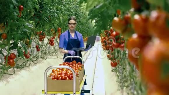 女工人在笔记本电脑上打字检查西红柿农业产业农民在温室里视频的预览图