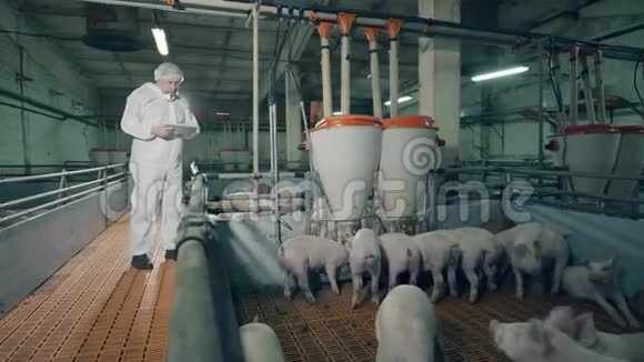 男检查员在喂猪的时候看着猪兽医在养猪场工作农业产业理念视频的预览图