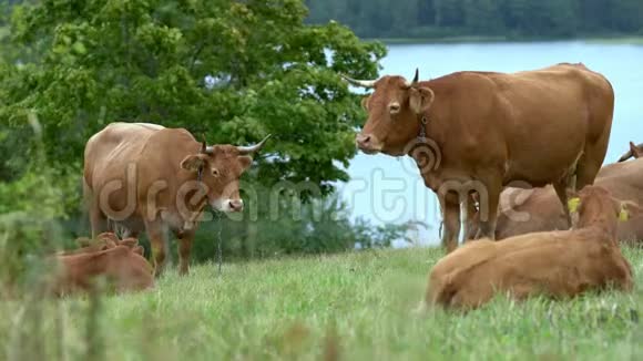 放牧期间牧场上的棕色奶牛视频的预览图