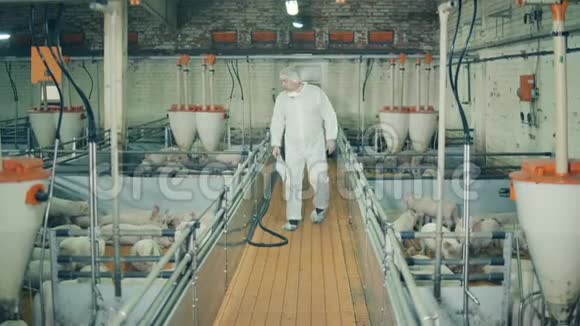 兽医在养猪场工作农业产业理念男检查员正沿着猪舍走视频的预览图