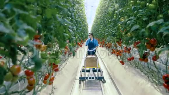 农业产业农民在温室里女人把西红柿放进温室里的大推车里视频的预览图