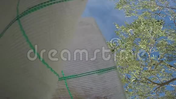 袋子里树上的橄榄视频的预览图