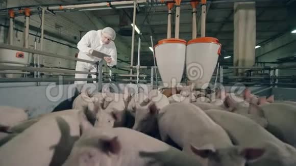在农民的控制下猪沙沙作响视频的预览图