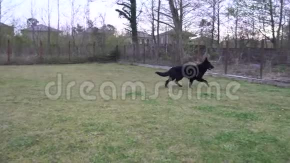 德国牧羊犬和主人在私人院子里玩耍视频的预览图