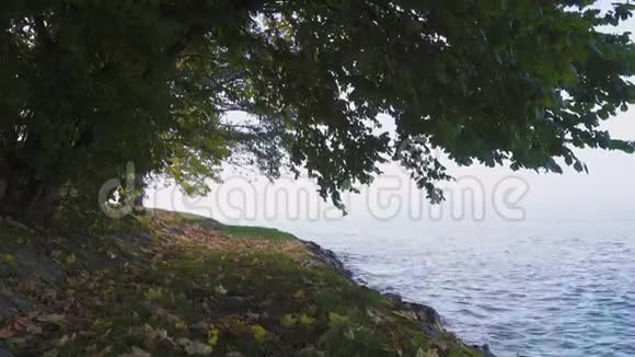 树生长在湖岸上视频的预览图