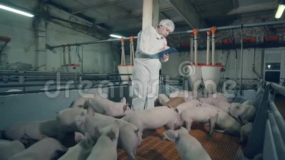 男农正站在猪场里做笔记兽医在养猪场工作农业产业视频的预览图