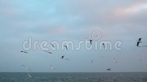 许多鸟海鸥在海上飞翔视频的预览图