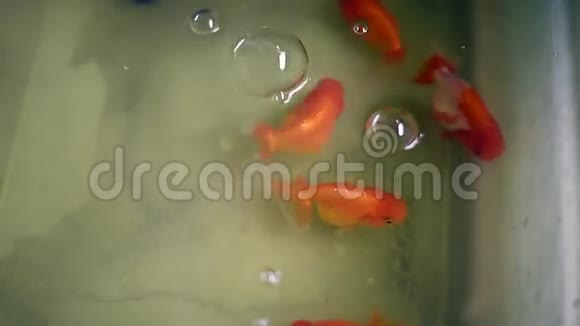一群可爱的金鱼视频的预览图
