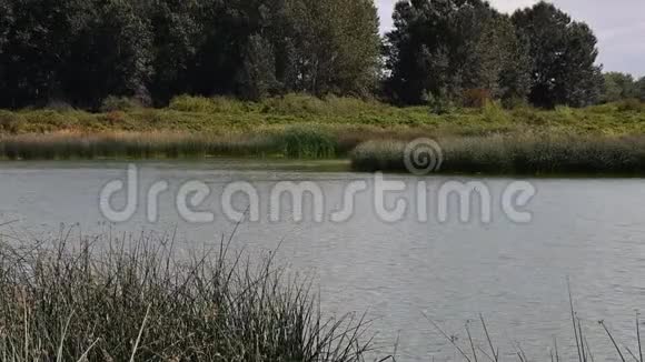 巴恩燕子飞过池塘的视频视频的预览图