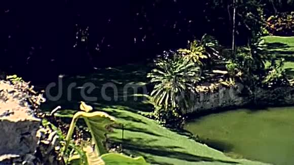 迈阿密70年代火烈鸟视频的预览图