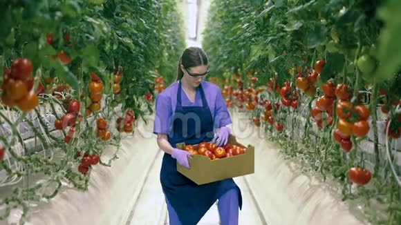 女工手里拿着一盒红番茄微笑着视频的预览图