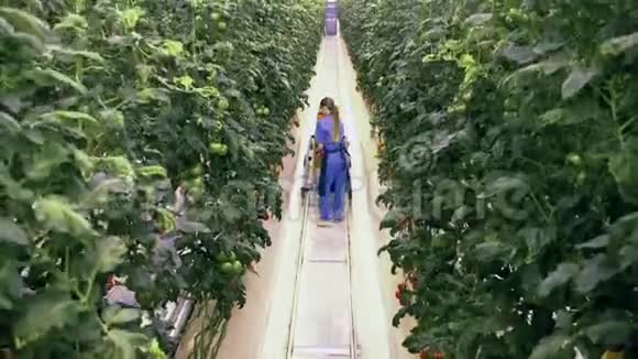 农业工人正在山顶上散步和收集西红柿温室里新鲜成熟的西红柿视频的预览图