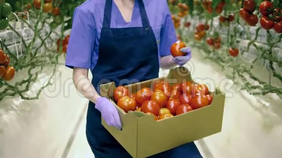 绿油油的工人手里拿着红色西红柿的盒子温室里新鲜成熟的西红柿视频的预览图