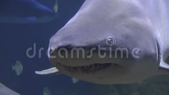 鲨鱼海洋生物鱼类动物视频的预览图