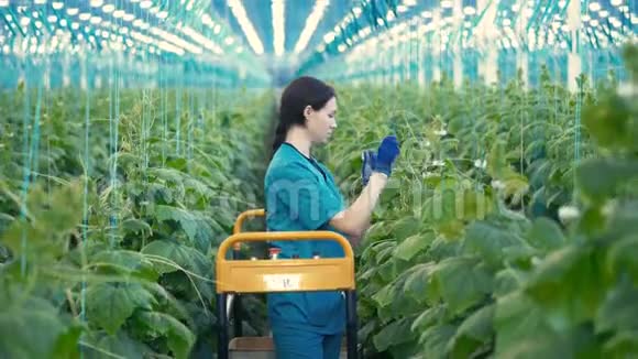 一个女人在温室里检查黄瓜植物视频的预览图