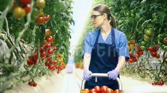 女农正在收集成熟的西红柿视频的预览图