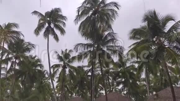 有风雨的棕榈树视频的预览图