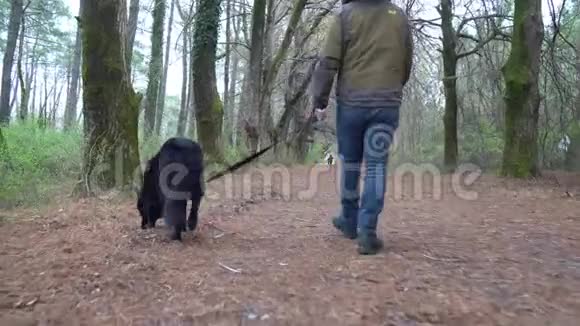 德国牧羊犬和它的主人在公园里散步视频的预览图