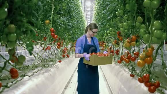 女农学家正拿着一盒成熟的西红柿微笑视频的预览图