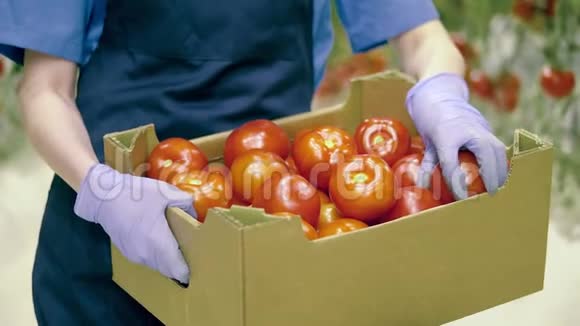 温室里新鲜成熟的西红柿在温室工人手里的盒子里把成熟的西红柿合上视频的预览图