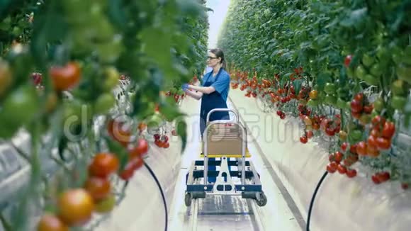 西红柿是工人在绿色植物中采集的视频的预览图