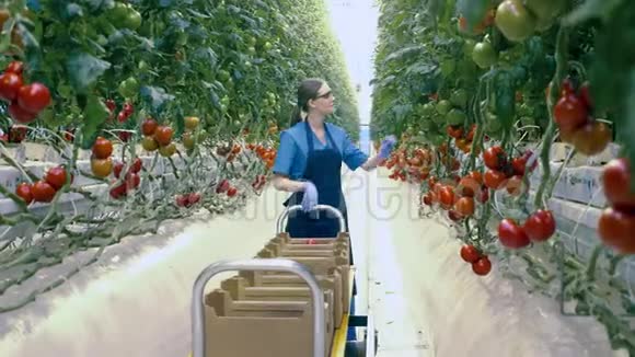 绿色工人正沿着过道走着收割西红柿视频的预览图