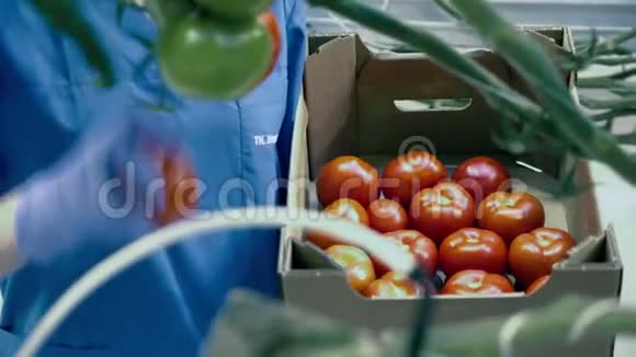 一个装满红番茄的盒子正被温室工人装满视频的预览图