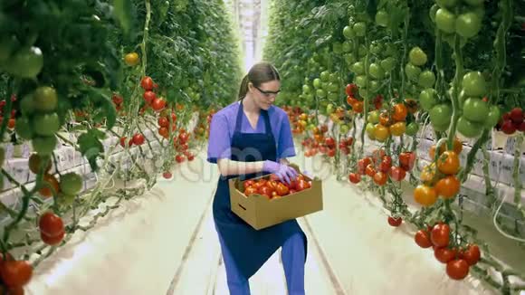 女工正在摘聚好的西红柿微笑着视频的预览图