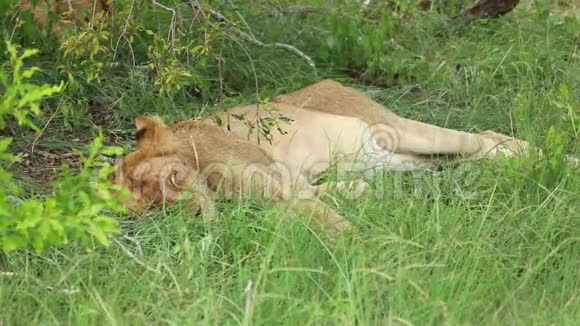 雌性狮子在草地上睡觉视频的预览图