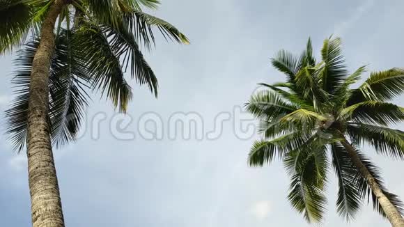 椰子树和风视频的预览图