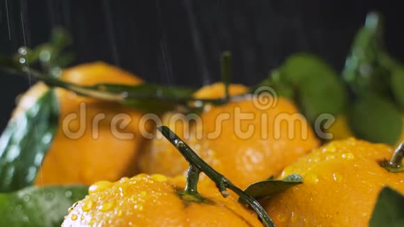 雨中橘子树的果实视频的预览图