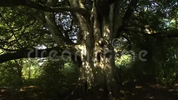 扫描大树视频的预览图