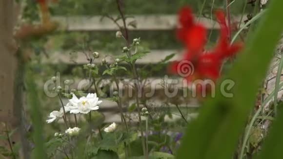 蜜蜂在蒙布雷西亚花视频的预览图