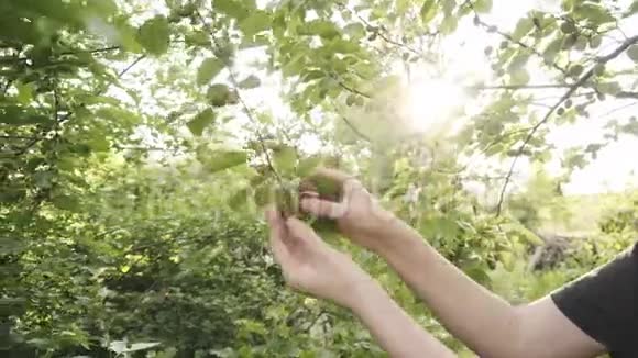 雌性手在树枝上检查未成熟的桑果视频的预览图