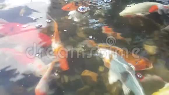 五颜六色的鲤鱼在游泳池里视频的预览图