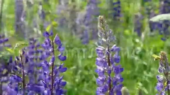 乡村夏天的蓝色花朵视频的预览图