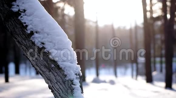 一顶雪帽躺在树上视频的预览图