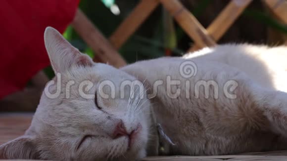 棕色猫睡在木桌上视频的预览图