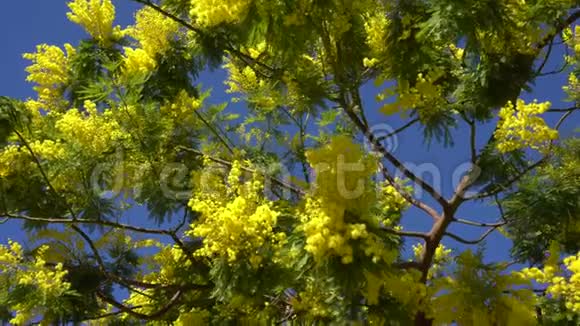 盛开的黄色含羞草树视频的预览图