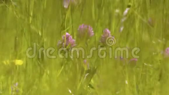 长玻璃中的植物视频的预览图