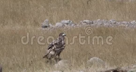 白尾鹰在岩石顶部视频的预览图