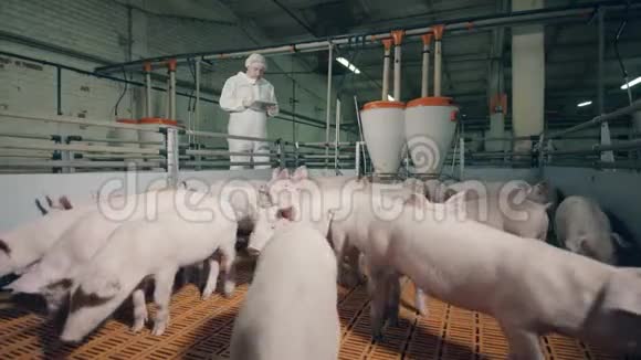 养猪户在农场检查猪养猪场的员工正在检查猪群视频的预览图