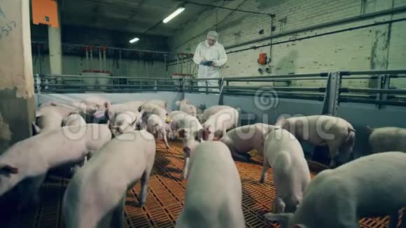 农场工人正在检查猪养猪户在农场检查猪视频的预览图