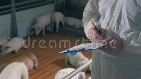 农业工人正在做关于猪的笔记视频的预览图