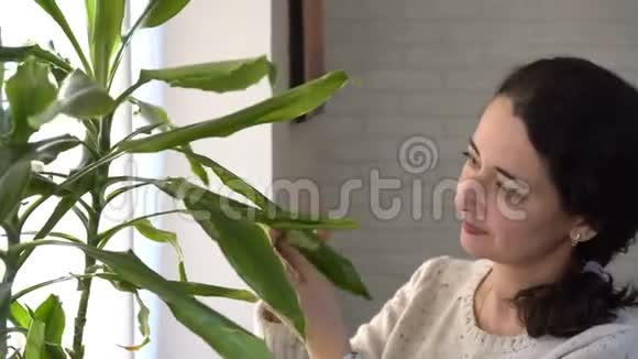 一个美丽的东方女人照顾花从灰尘中擦拭家庭植物的绿叶家庭清洁视频的预览图