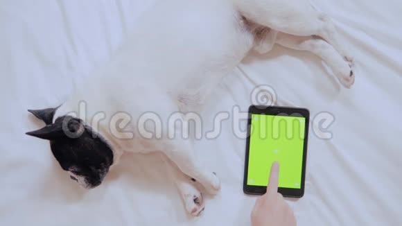 狗和数字设备在室内视频的预览图