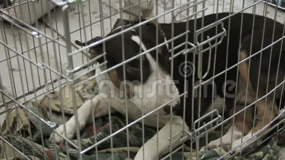 被遗弃的可怜的牛梗小狗在狗舍等待收养者视频的预览图
