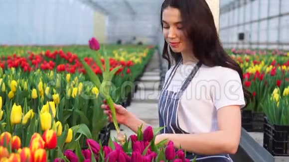 女农民堆着盛开的郁金香视频的预览图