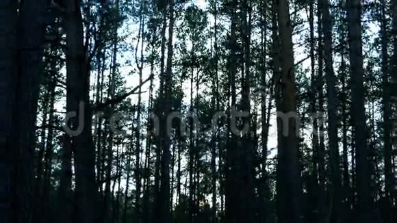 黑暗的森林视频的预览图