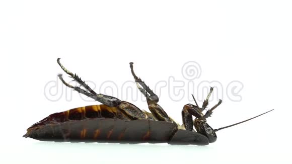 一只蟑螂躺在背上白色背景侧视慢动作视频的预览图